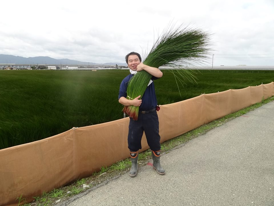 熊本県八代市のイグサ畑と収穫したイグサの画像。