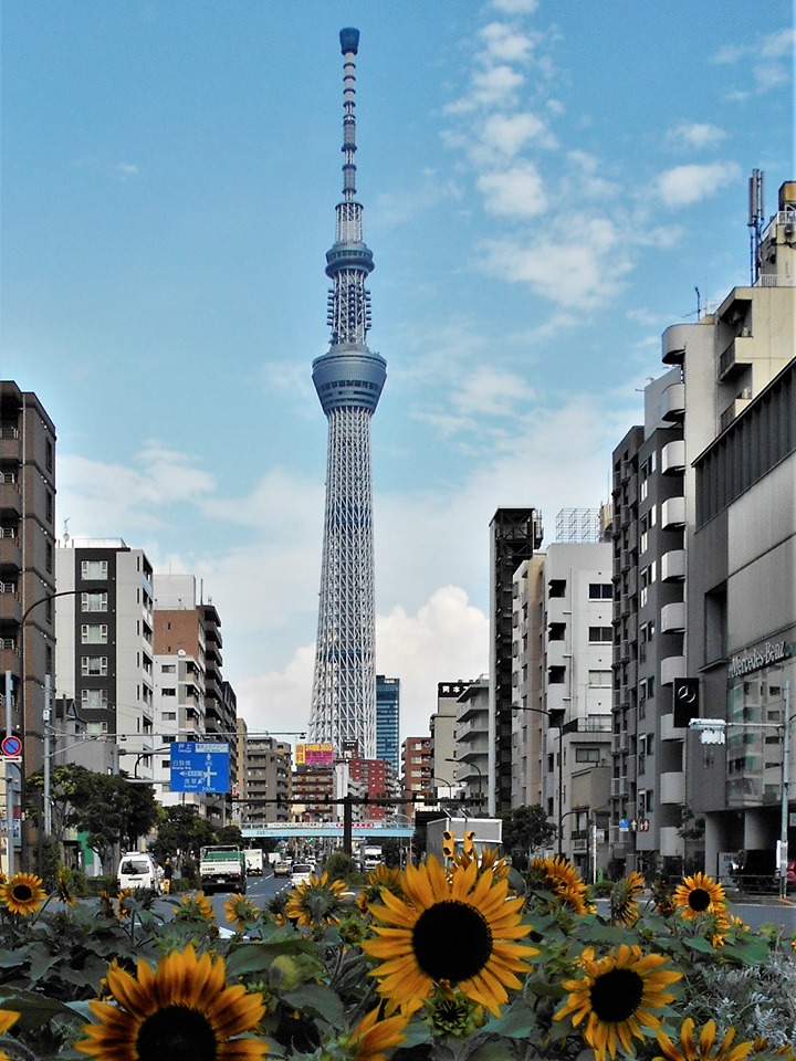 尊し 東京スカイツリーの誕生日 トコトコ鳥蔵