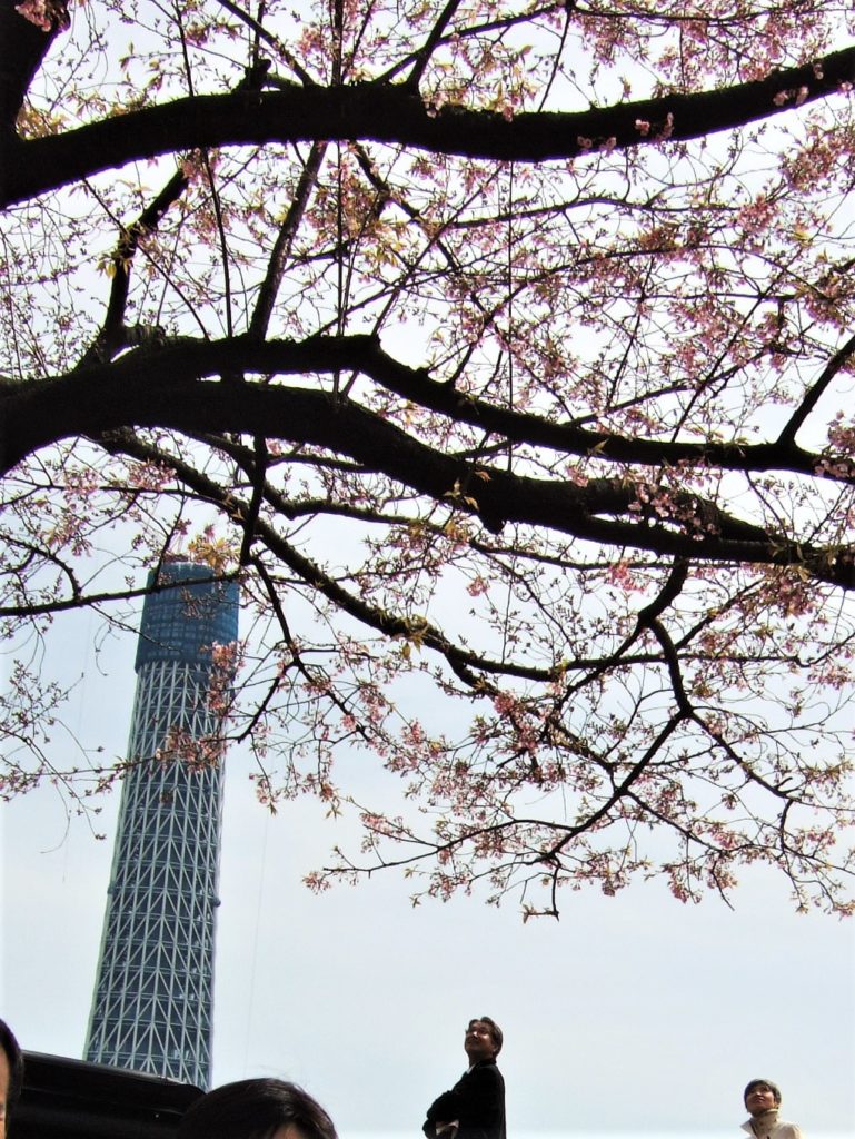 尊し 東京スカイツリーの誕生日 トコトコ鳥蔵