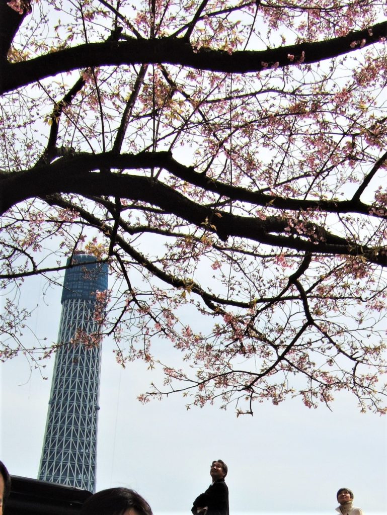 隅田川公園から見た建設中の東京スカイツリー（2009）の画像。