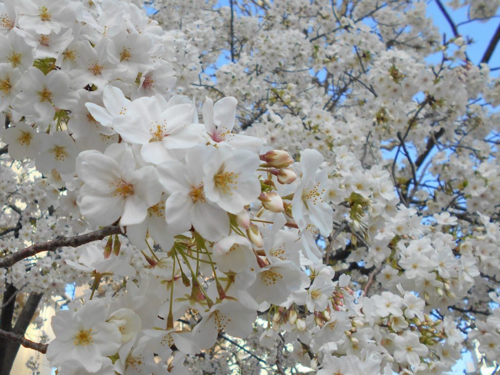 満開の桜の画像。