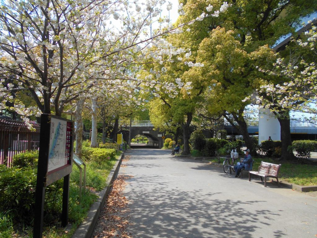桜の頃の言問橋、歩行者用コンクリートアーチの画像。