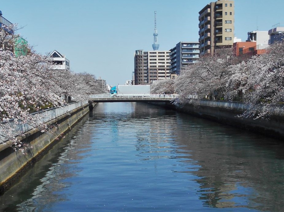 桜と扇橋の画像。