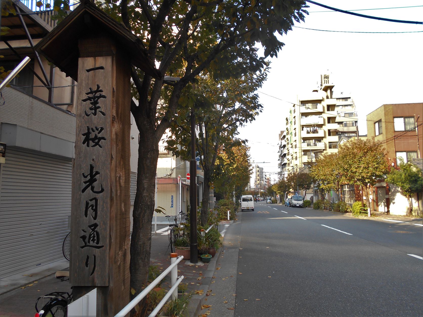 一葉桜　光月通りの画像。