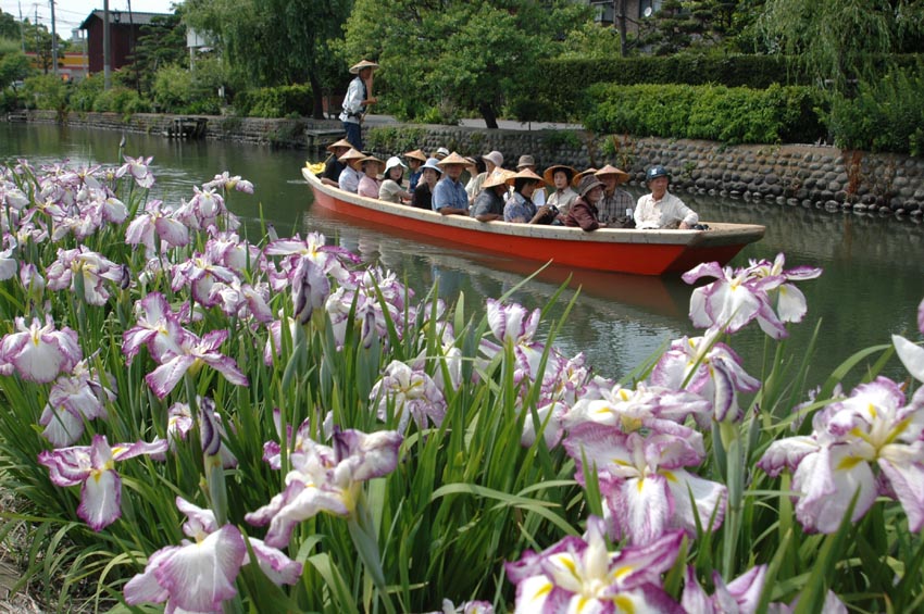 川下り菖蒲（柳川市Webサイトより20211204ダウンロード）の画像。