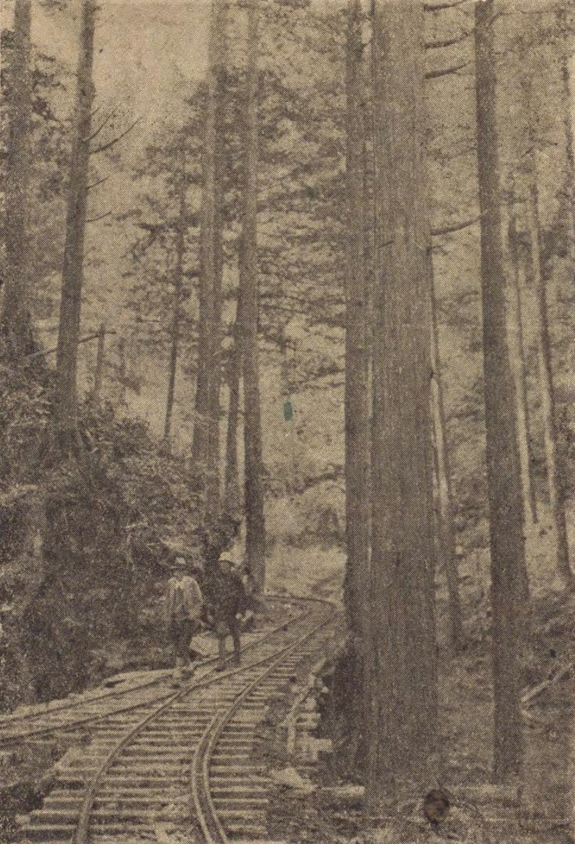 木曾御料林（『日本見学旅行１』中島徳行（金の星社、1934）国立国会図書館デジタルコレクション）の画像。 