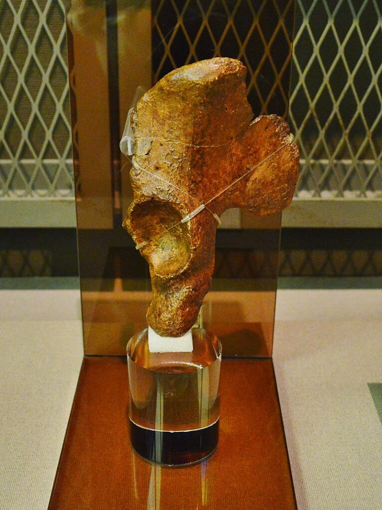 明石人 寛骨 (複製)明石市立文化博物館展示(Wikipediaより20220416ダウンロード）の画像。